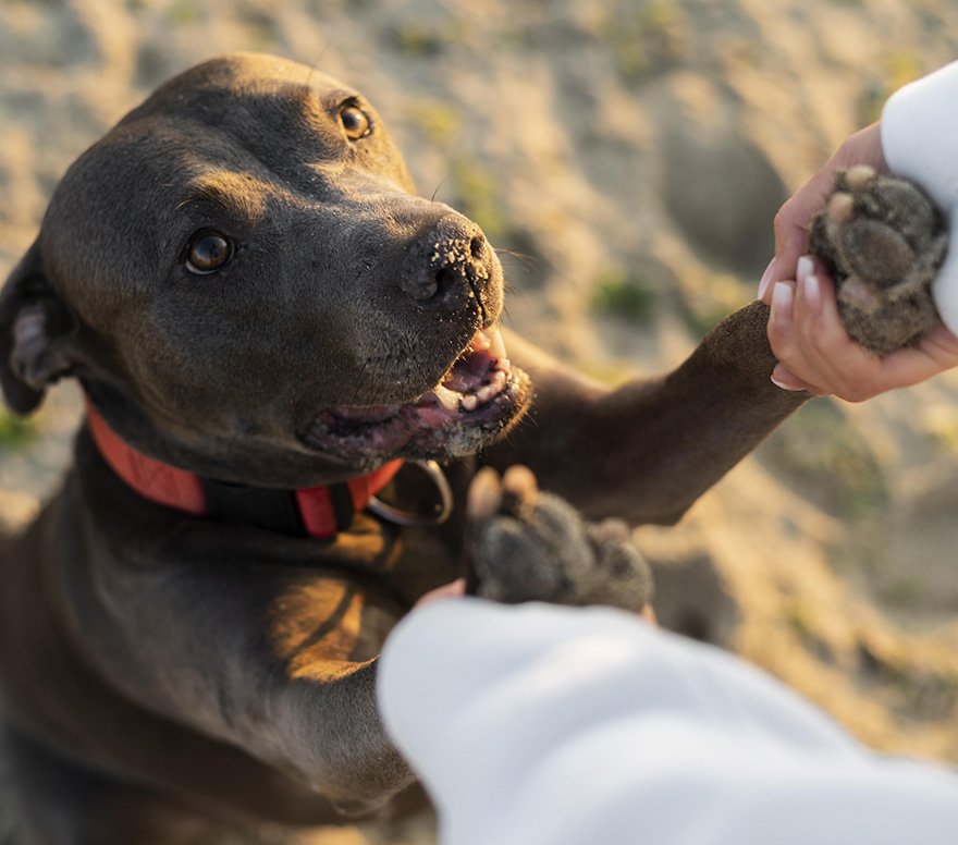 HUNDEFREUNDE